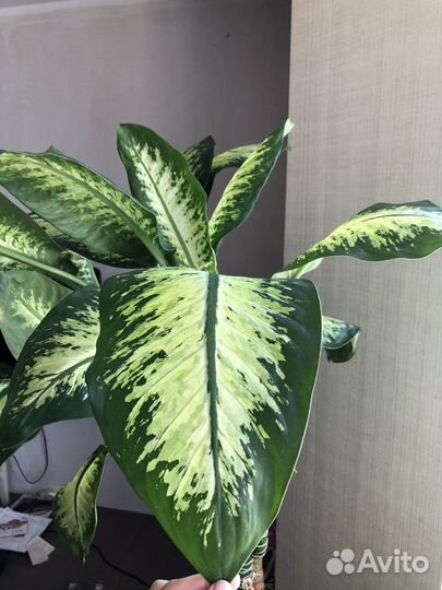 Диффенбахия