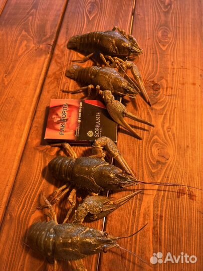 Раки живые
