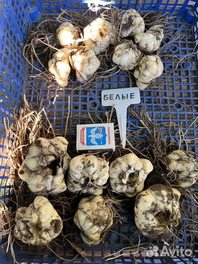 Лилии на посадку 2