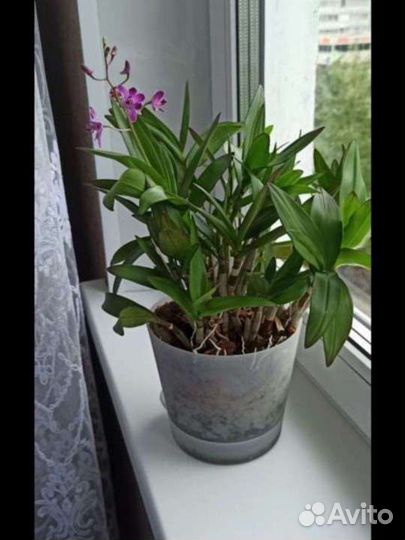 Орхидея дендробиум Берри ода