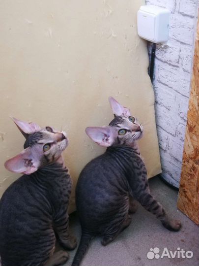 Котята сфинкс