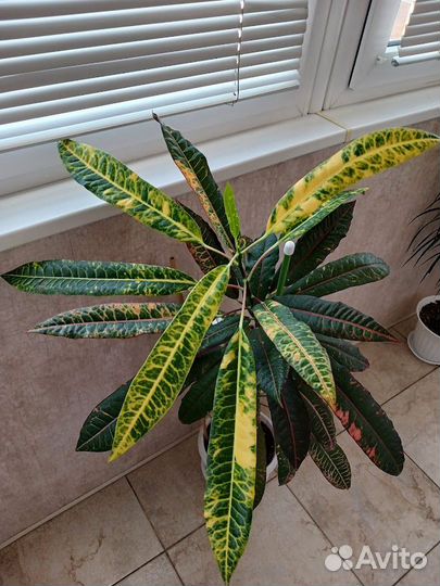 Комнатные цветы кротон, драцена