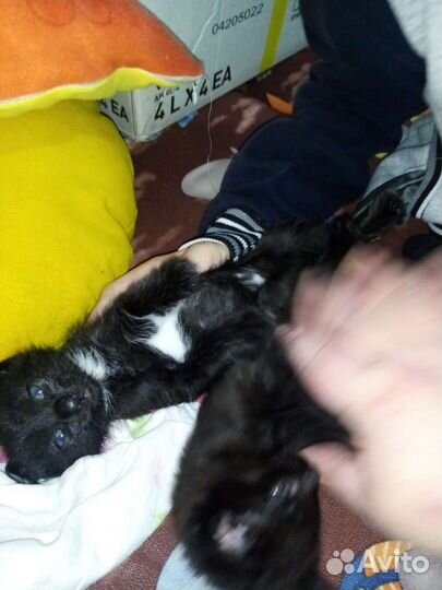 Ждут заботливых хозяев Маркиз и Цезарь ласковые