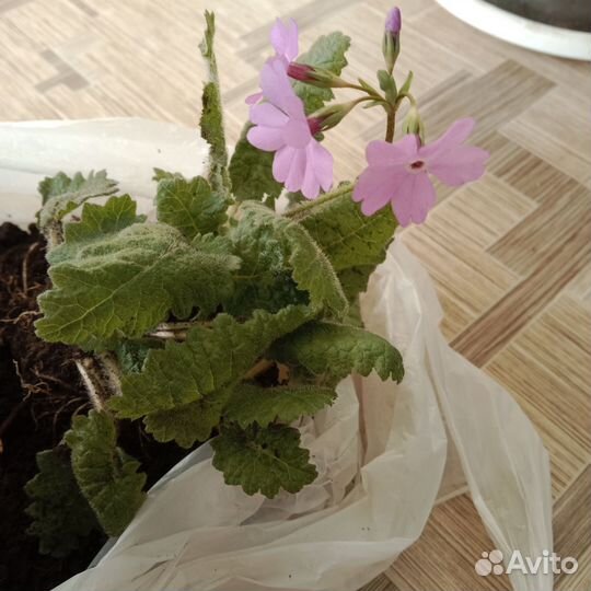 Многолетники для сада цветы