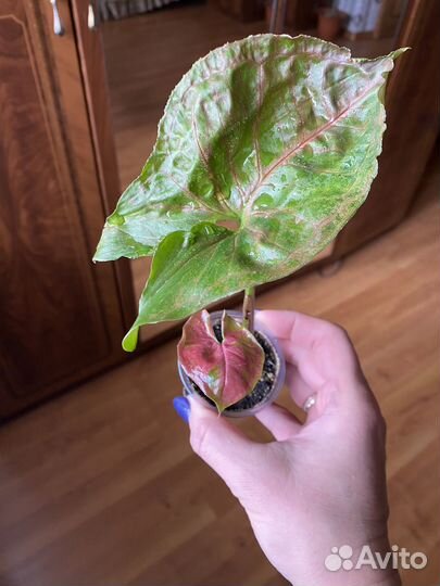 Комнатные растения