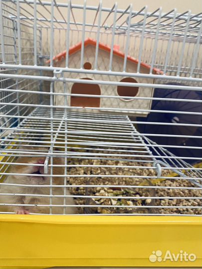 Джунгарик с клеткой, сирийский хомяк с клеткой