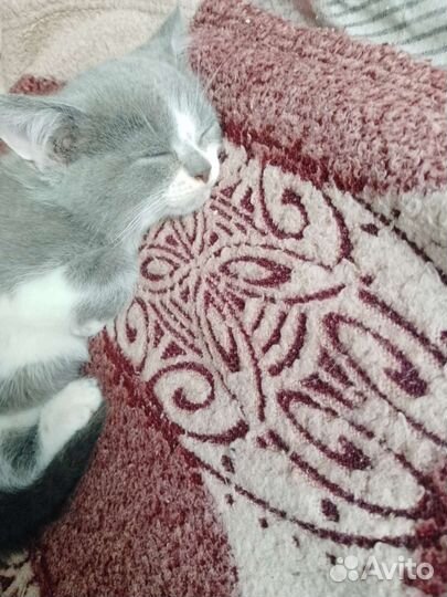 Кошка в дар бесплатно