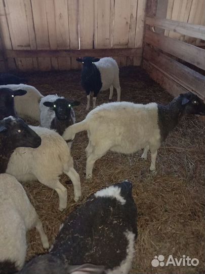 Ягнята дорперы чистокровные И F 4