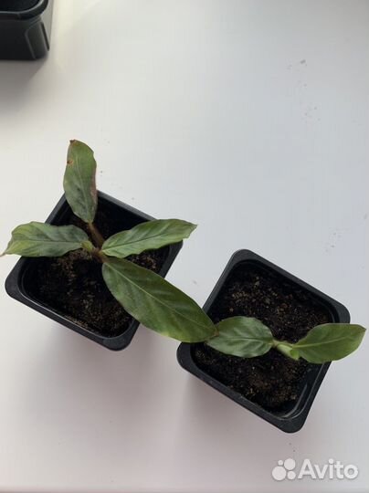 Калатея руфибарба