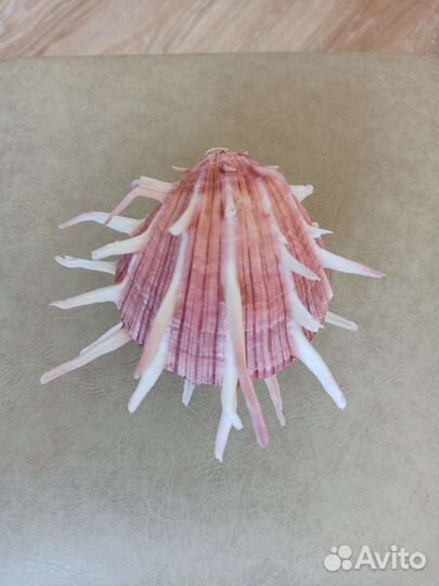 Морская раковина