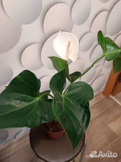 Антуриум Вайт Винер