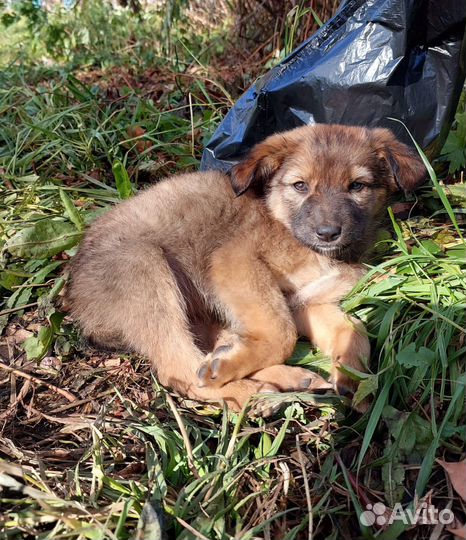 Щенок в добрые руки