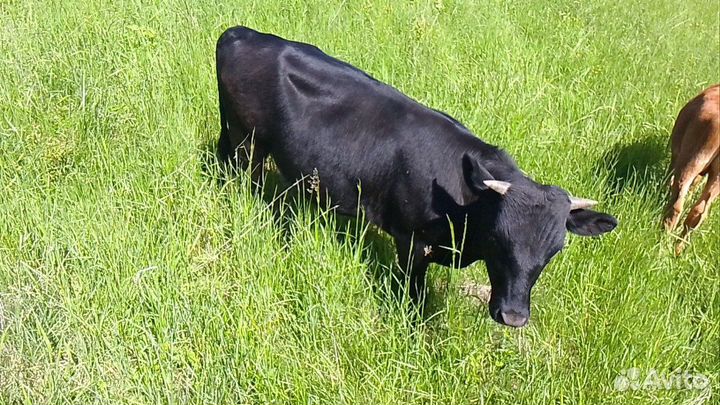 Телята мясной породы бычки