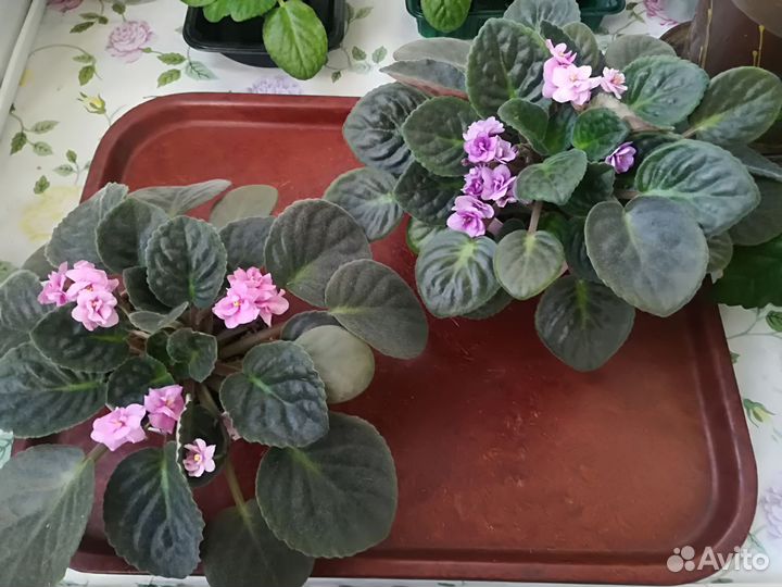 Комнатные растения