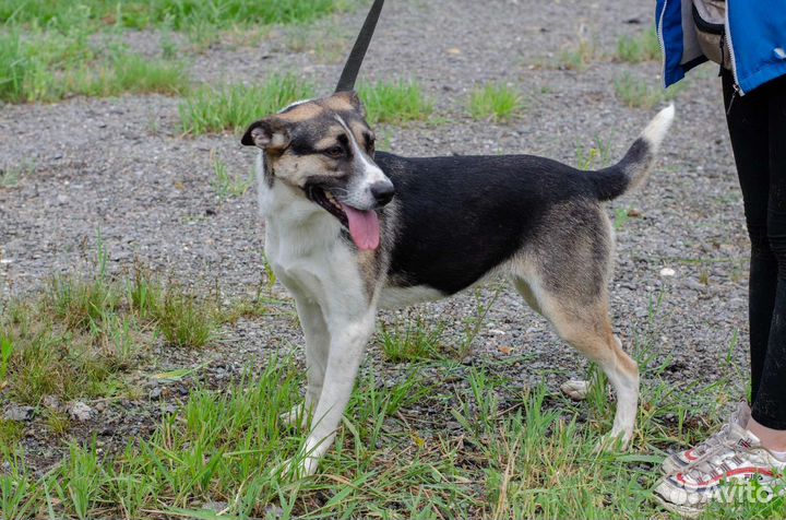 Пролеска ищет дом