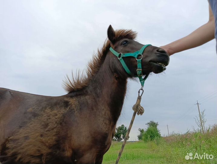 Продам пони жеребец, рост 96 см, возраст 2года
