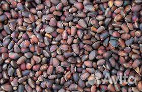 Кедровый орех 2024