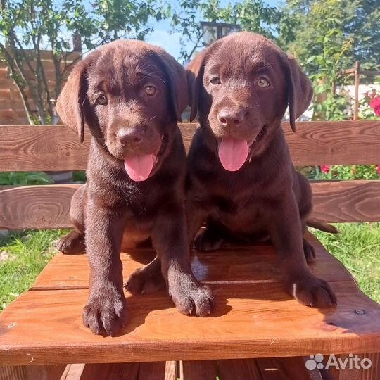 Щенки лабрадора