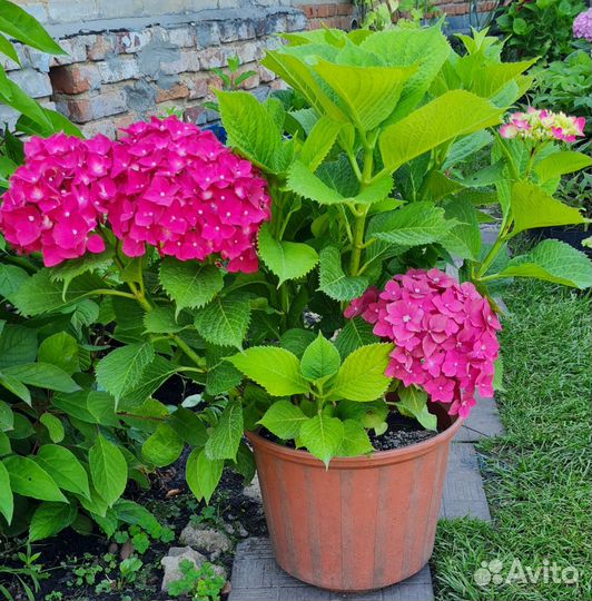 Декоративные кустарники