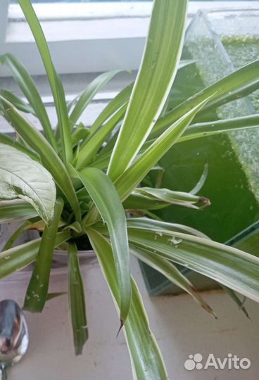 Хлорофитум