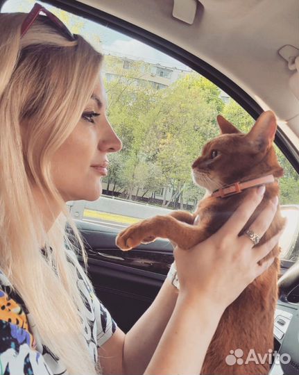 Зооняня, зоотакси, передержка животных