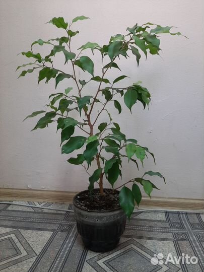 Фикус бенджамина пестролистный