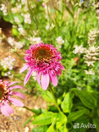 Эхинацея Баттерфляй Киссес