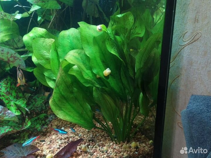 Эхинодорус