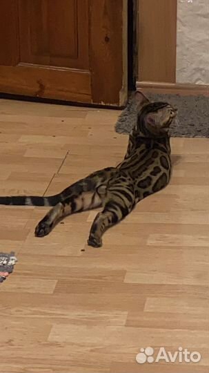 Бенгальский кот вязка