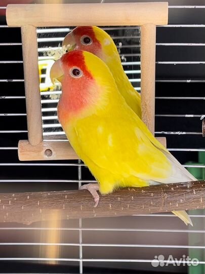 Попугай неразлучник девочка с большой клеткой