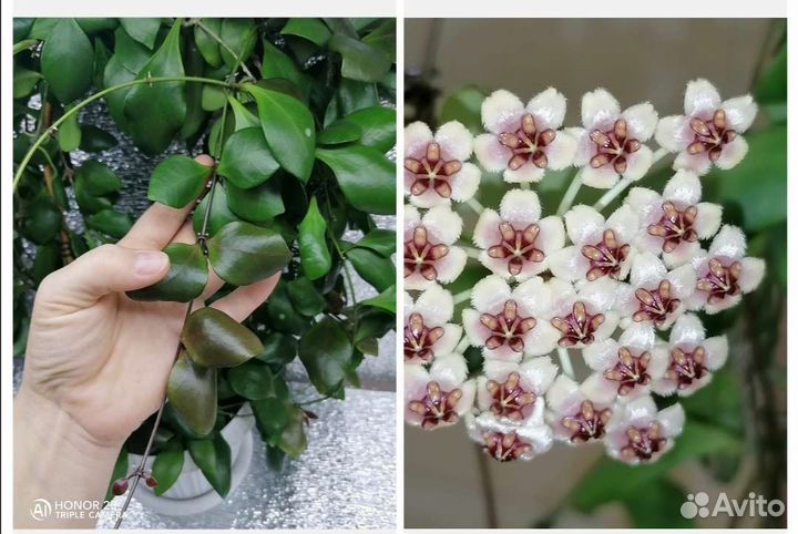 Хойя на срез, все по одной цене