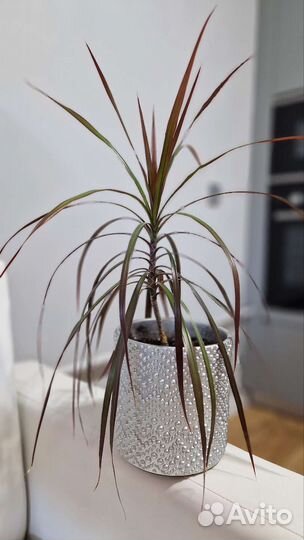 Драцена маргината