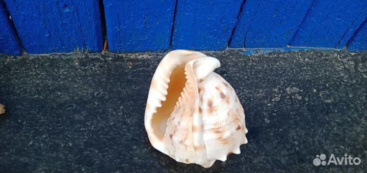 Ракушка