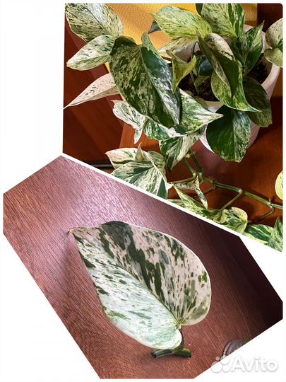 Сциндапсусы и Филодендроны