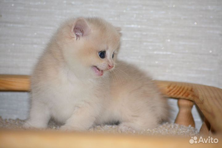 Кошки