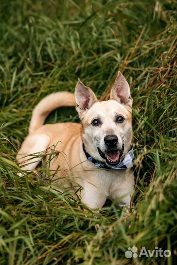 Пёс, готовый радоваться жизни