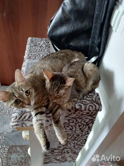 Котики в добрые руки