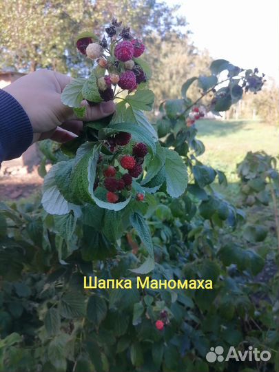 Саженцы малины