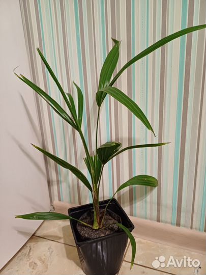 Пальма веерная Трахикарпус