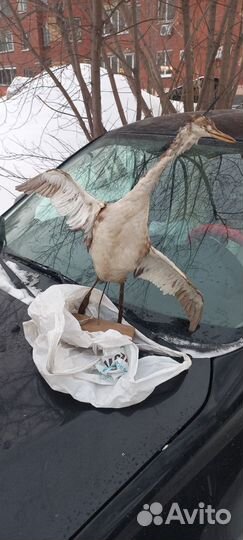 Чучело птицы