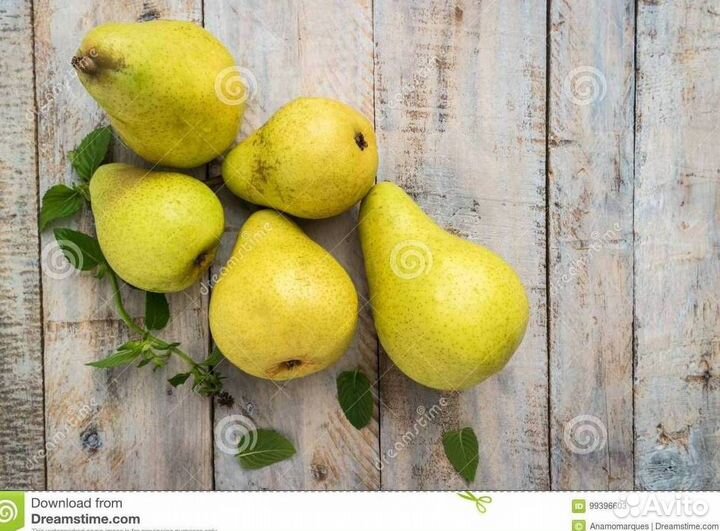 Саженцы груши Первомайская