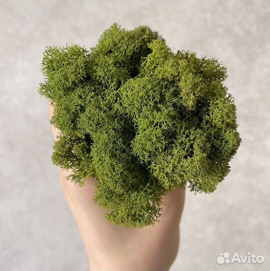 Стабилизированный мох, Оливковый