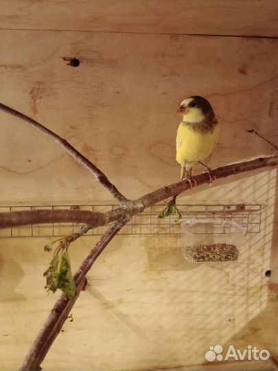 Продаются кенары