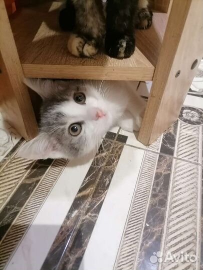 Котенок Гоша 3 месяца