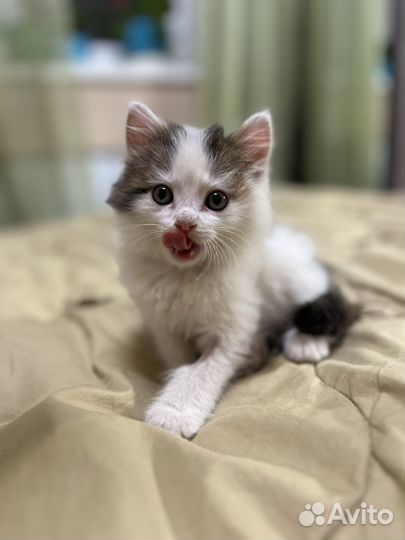 Котенок в добрые руки