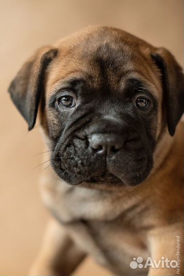 Бульмастиф