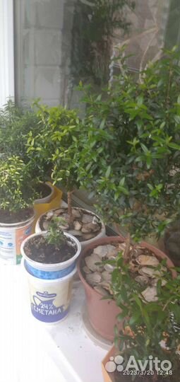 Миртовое дерево, каменная роза, китайская роза, ре