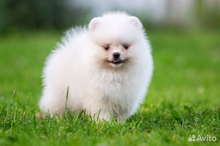 Померанский шпиц медвежьего типа, девочка, 2 мес