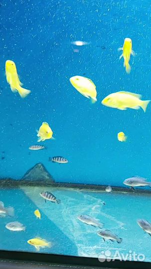 Малавийские цихлиды