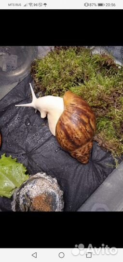 Террариумы разные, для рептилий насекомых тп